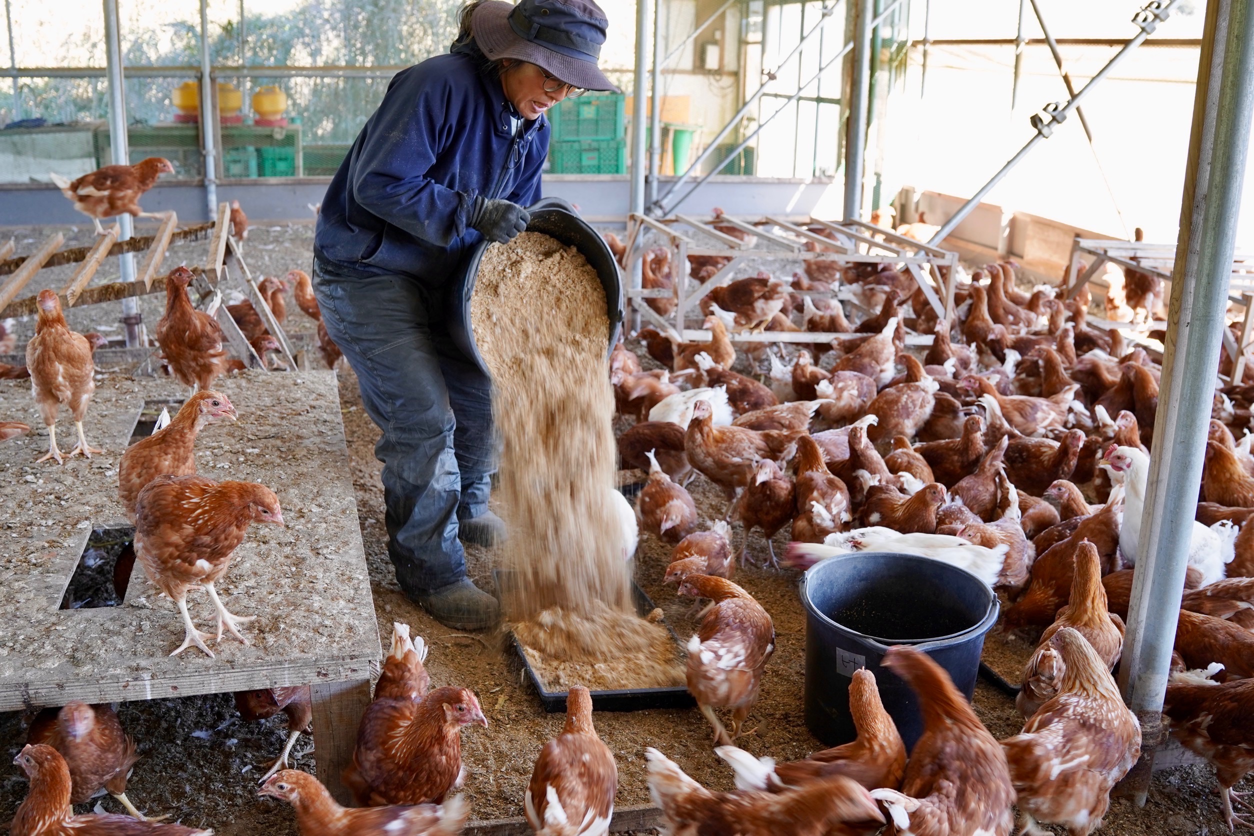 耕す　平飼いたまご